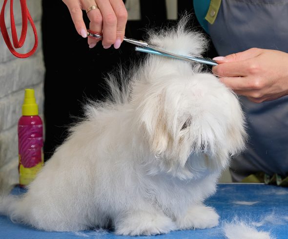 A female groomer shears a lapdog puppy on a table in the studio.