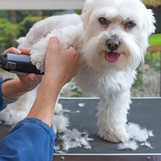 Grooming the forefeet of white Maltese dog by electric razor.  Dog is standing on the grooming table.